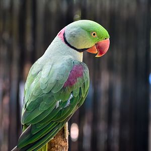 Alexandrine Parakeet