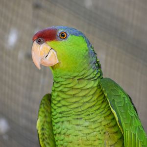 Lilac-crowned Amazon