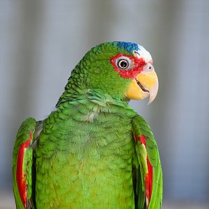 White-fronted Amazon