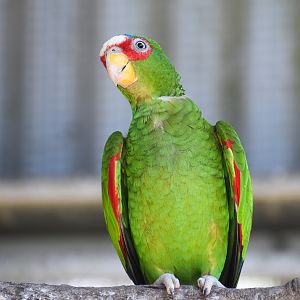 White-fronted Amazon