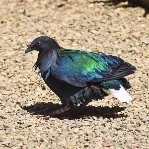 Nicobar Pigeon