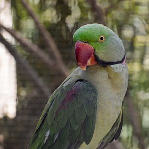 Alexandrine Parakeet