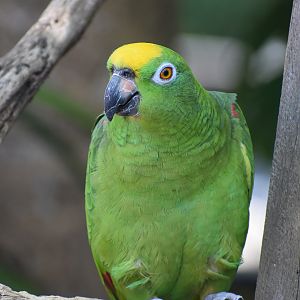 Yellow-crowned Amazon