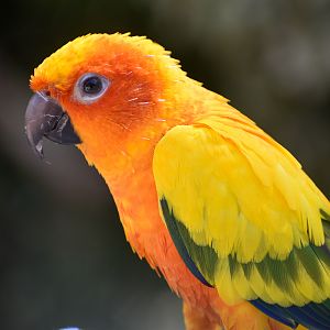 Sun Conure
