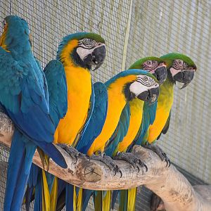 Miligold and Blue and Gold Macaws