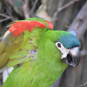 Hahn's Macaw