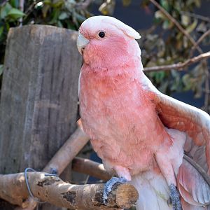 Galah x Major Mitchell's Cockatoo