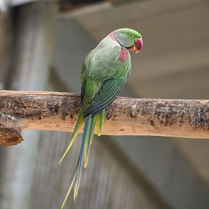 Alexandrine Parakeet