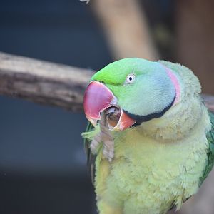Alexandrine Parakeet