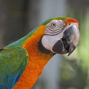 Catalina Macaw