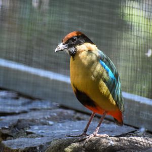 Noisy Pitta