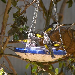 White-cheeked Honeyeaters