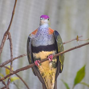 Superb Fruit-Dove
