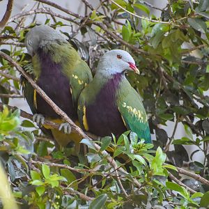 Wompoo Fruit-Doves