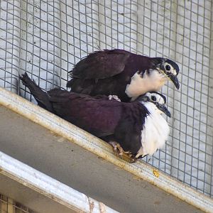 White-breasted Ground-Doves