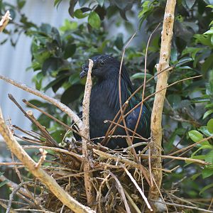 Nicobar Pigeon on nest