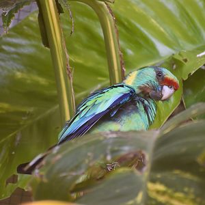 Mallee Ringneck