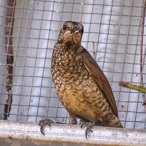 Regent Bowerbird female