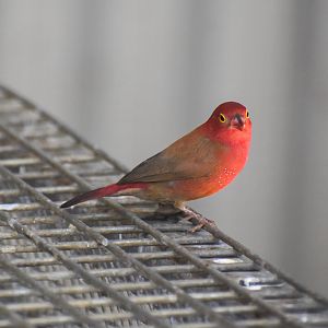 Red-billed Firefinch