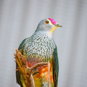Rose-crowned Fruit-Dove