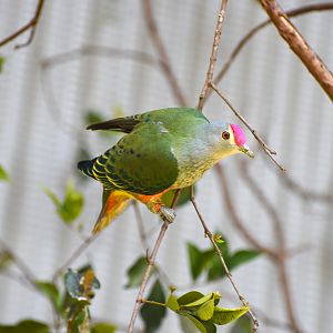 Rose-crowned Fruit-Dove