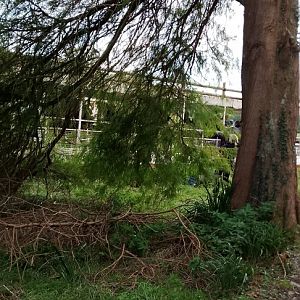 Lady Bath Stuck in the Reeds, 5th Oct 2024