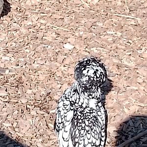 Silver Laced Polish Bantam Hen