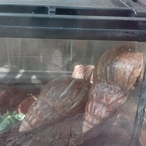 Giant African Land Snails