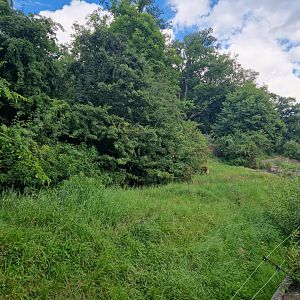 Maned wolf enclosure