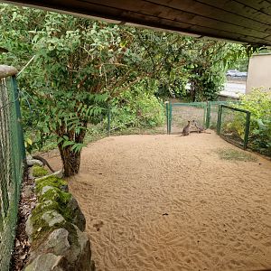 Dusky pademelon enclosure