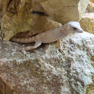Carter's rock gecko