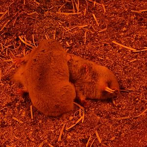 Mechow's mole-rats