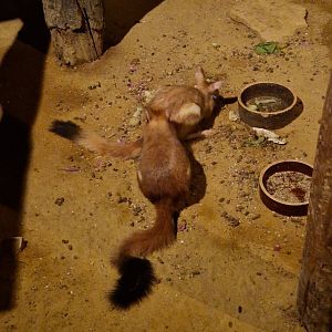 Eastern and southern springhare