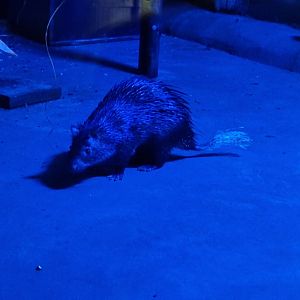 African brush-tailed porcupine