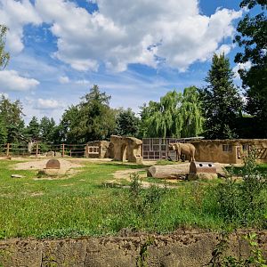 African elephant enclosure