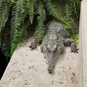 Slender-snouted crocodile