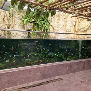 Cichlid tank