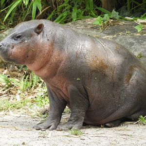 Baby pygmy hippo