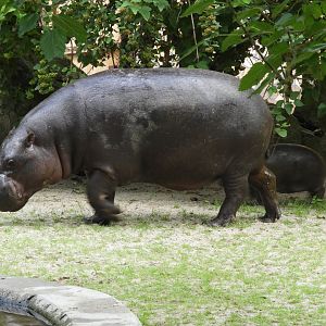 Pygmy hippo with baby