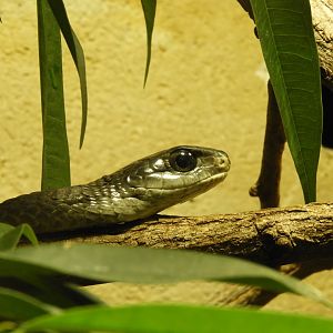 Boomslang