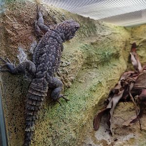 Merrem's Madagascar swift