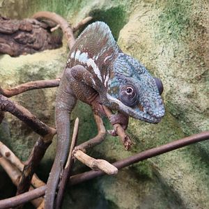 Panther chameleon