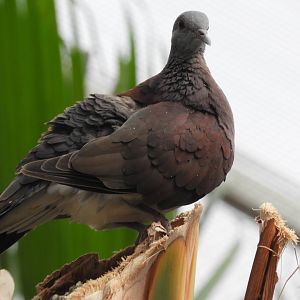 Madagascar turtle-dove