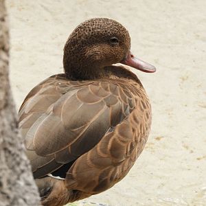 Madagascar teal