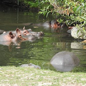 Common hippos