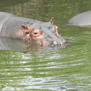 Common hippo