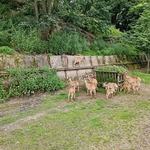 Barbary sheep