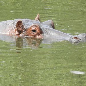 Common hippo