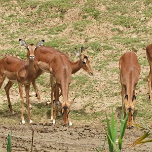 Impalas