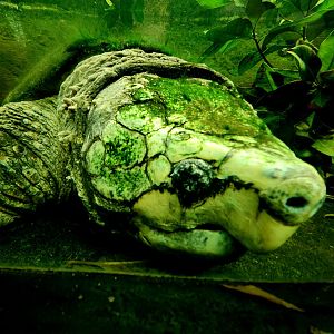 Alligator Snapping Turtle (Macrochelys temminckii)